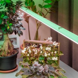 Лампа светодиодная полноспектральная Т8 с красными и белыми светодиодами для профессионального выращивания растений FITO-18W-Ra90-Т8-G13-NL